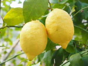 How Long Do Lemons Last On The Counter