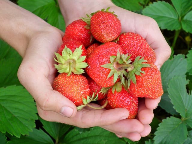 How long do strawberries last on the fridge