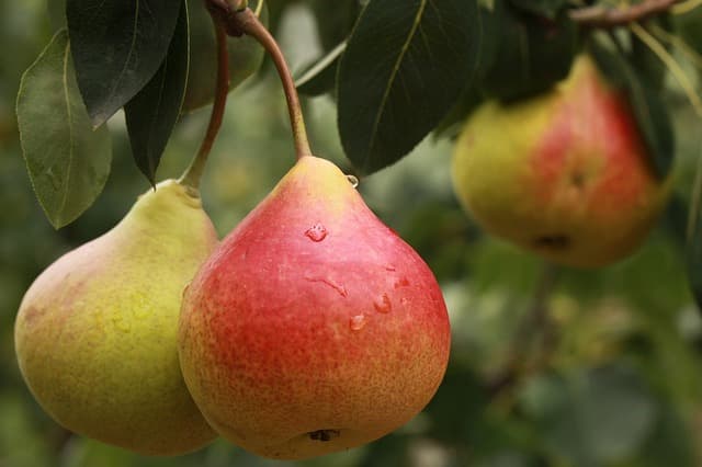 How Long Do Pears last in the fridge