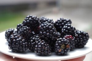 how to store blackberries and make it last longer