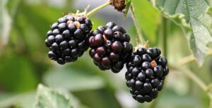 how to tell if blackberries go bad