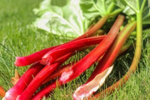 How To Store Rhubarb To Last Longer ( in the fridge )