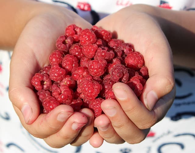 how long do raspberries last in the fridge