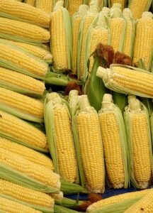 how to store corn on the cob to last longer (in the fridge)