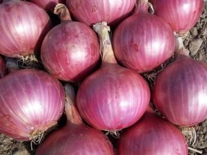 how to store red onion to make it last longer (in the fridge, freezer, and on the counter)