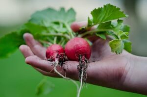 how to tell if Radishes are bad