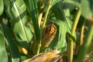 Cómo saber si el maíz en la mazorca es malo