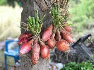 how to tell if shallots are bad