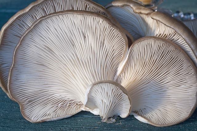 how long do oyster mushrooms last
