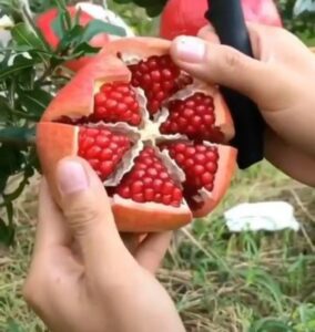 can You Freeze pomegranate seeds